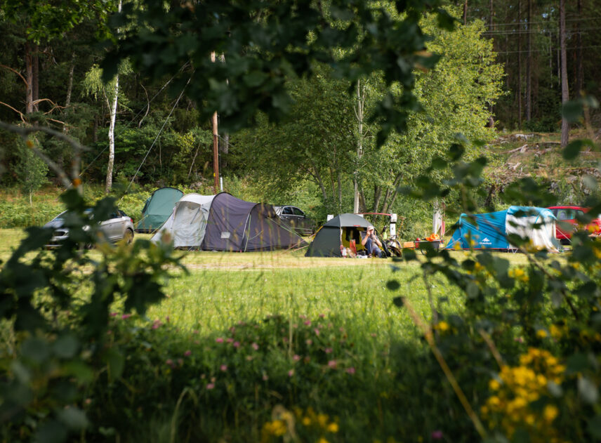 Bild på en grupp tält som syns mellan grenar.
