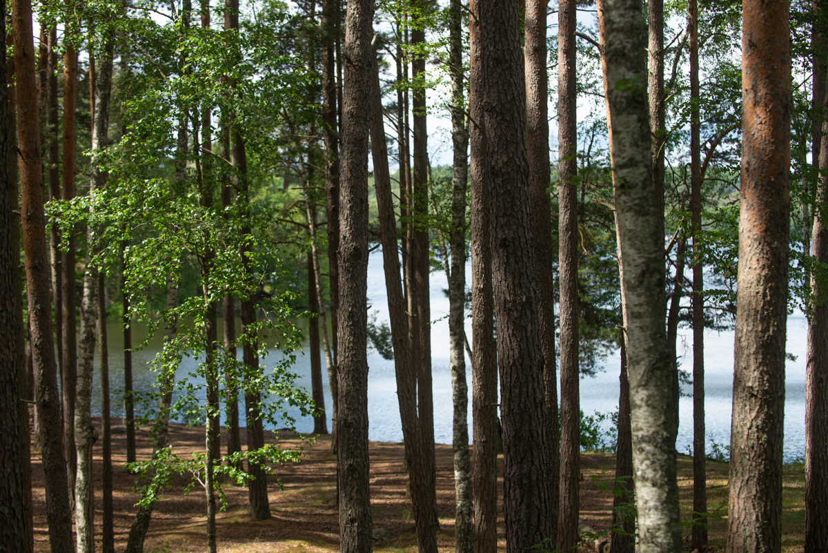 Tallar mot bakgrund av vatten.