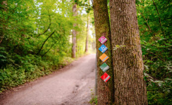 Bild på en av Flottbros vandringsleder utanför Stockholm med grönskande skog, i förgrunden syns ett träd med skyltar som visar flottbros vandringleder
