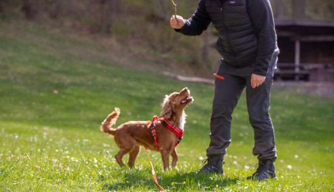 Hund som leker med en pinne en person som håller pinnen.