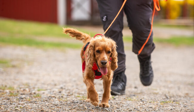 Bilden visar benen på en person och en hund på promenad, i bakgrunden syns en röd stuga.