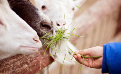 Närbild på getter och ett barns hand som matar dem med grönt gräs.
