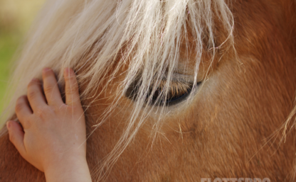 Närbild på en hästs huvud med ett barn hand som klappar den.