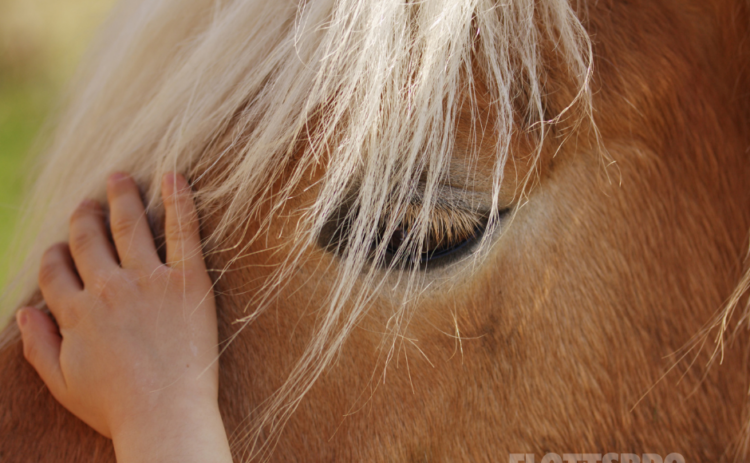 Närbild på en hästs huvud med ett barn hand som klappar den.