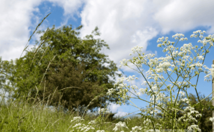 Bild på svenskt sommarlandskap med vita blommor i förgrunden mot blå himmel.