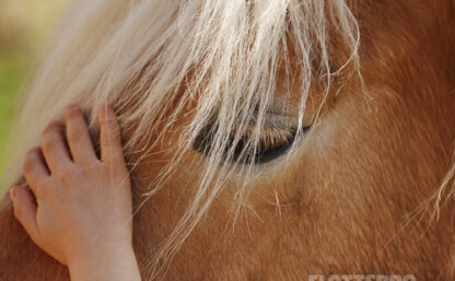 Närbild på ett hästhuvud med ett barns hand som klappar den.