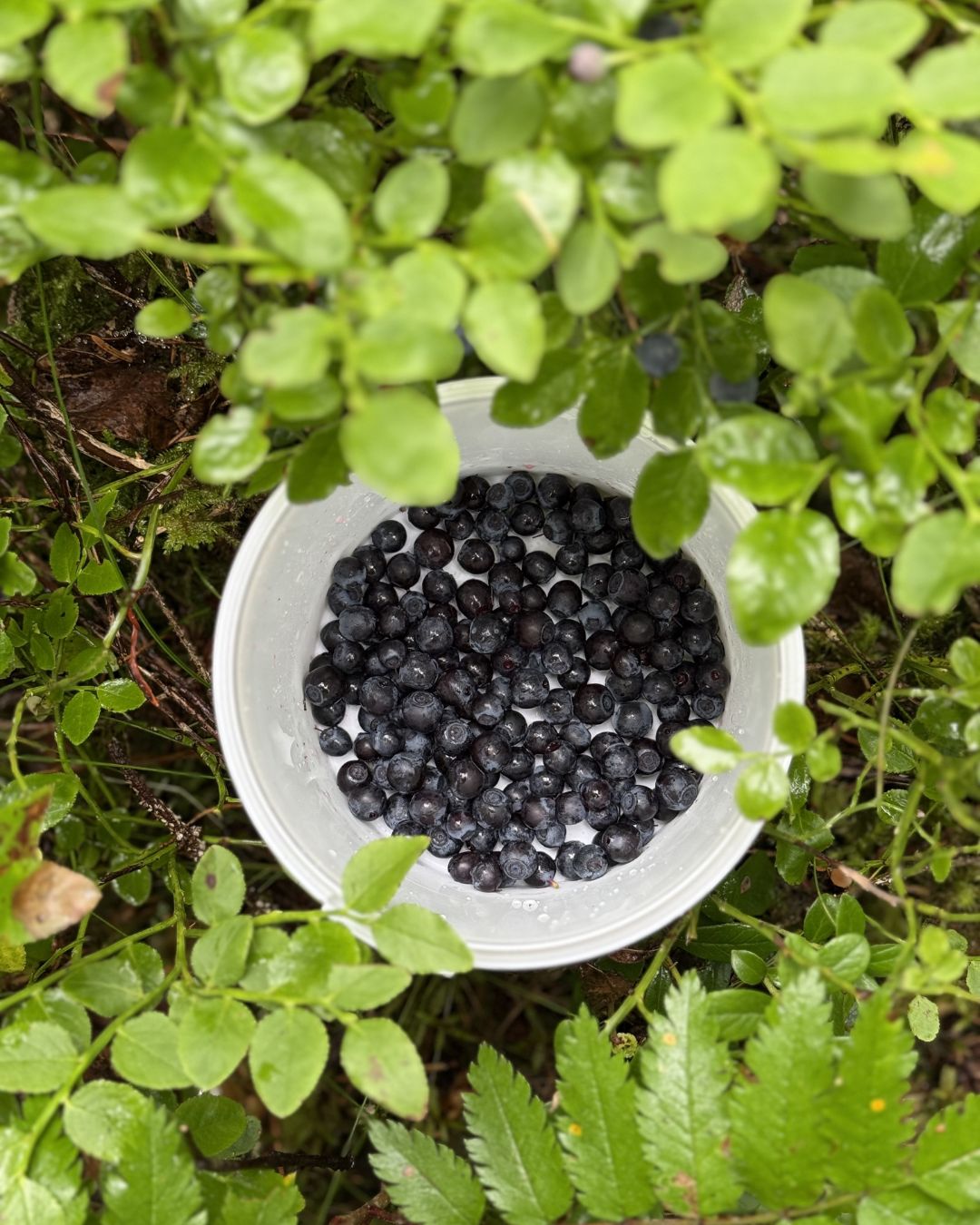 Blåbär i en hink i skogen.